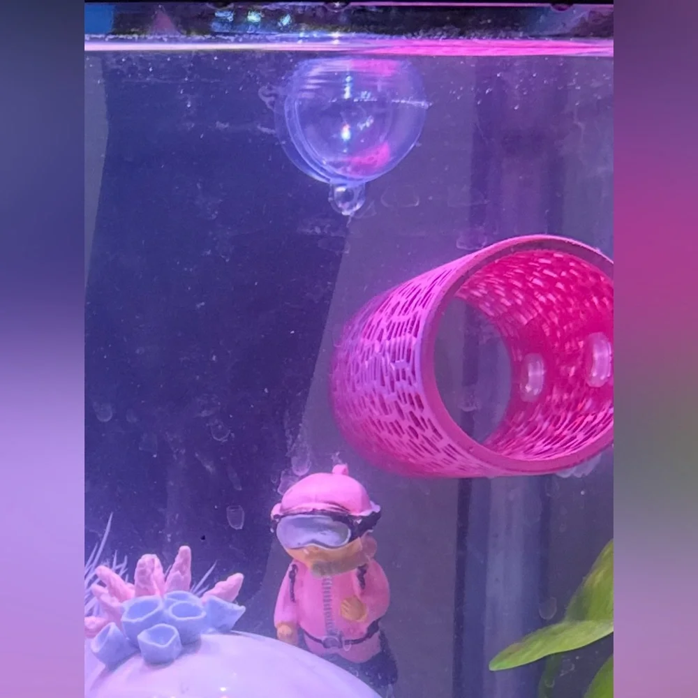 Pink Aquarium Fish Diver